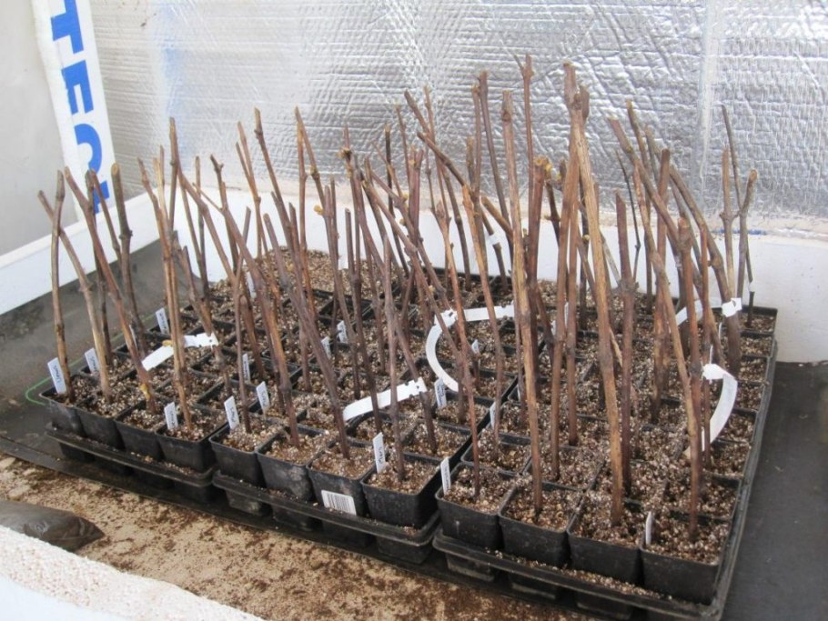 Черенкование туи Брабант