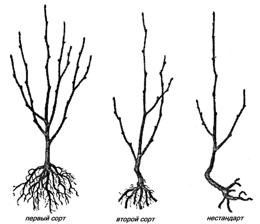 Окулировка роз на шиповник летом