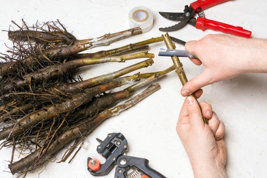 Обрезка плодовых деревьев весной груша