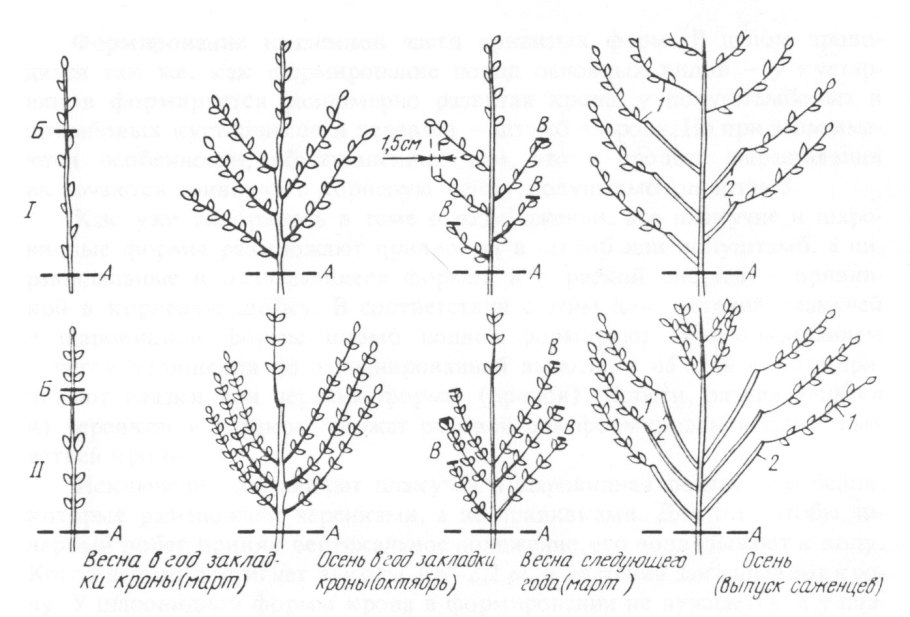 Размножение надземными побегами отводками