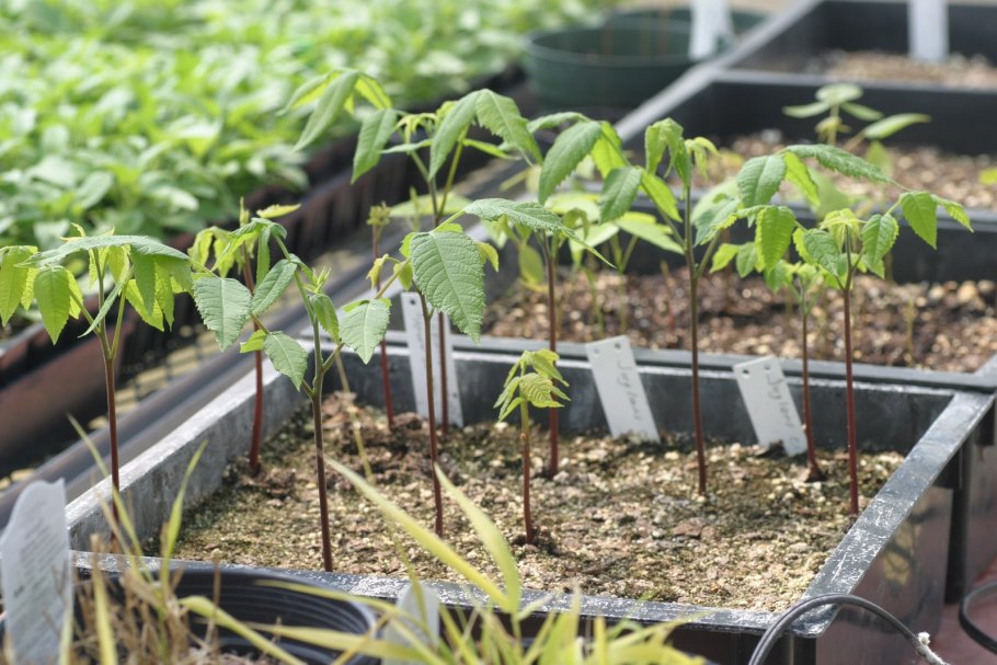 Дерен Элегантиссима ниваки