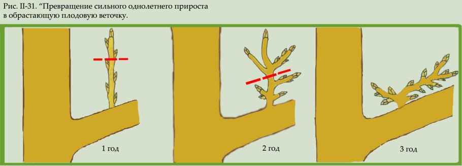 Формирование кроны грецкого ореха схема