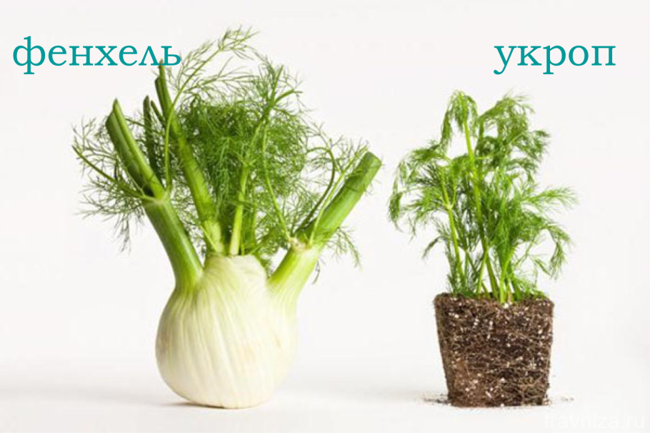 Фенхель зелень