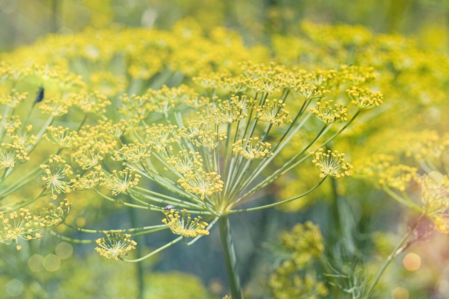 Фенхель растение