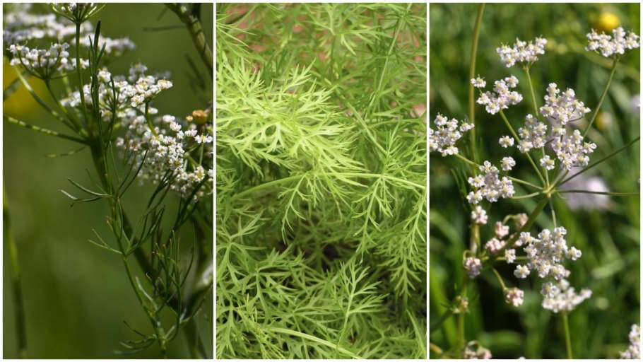 Фенхель обыкновенный ГФ