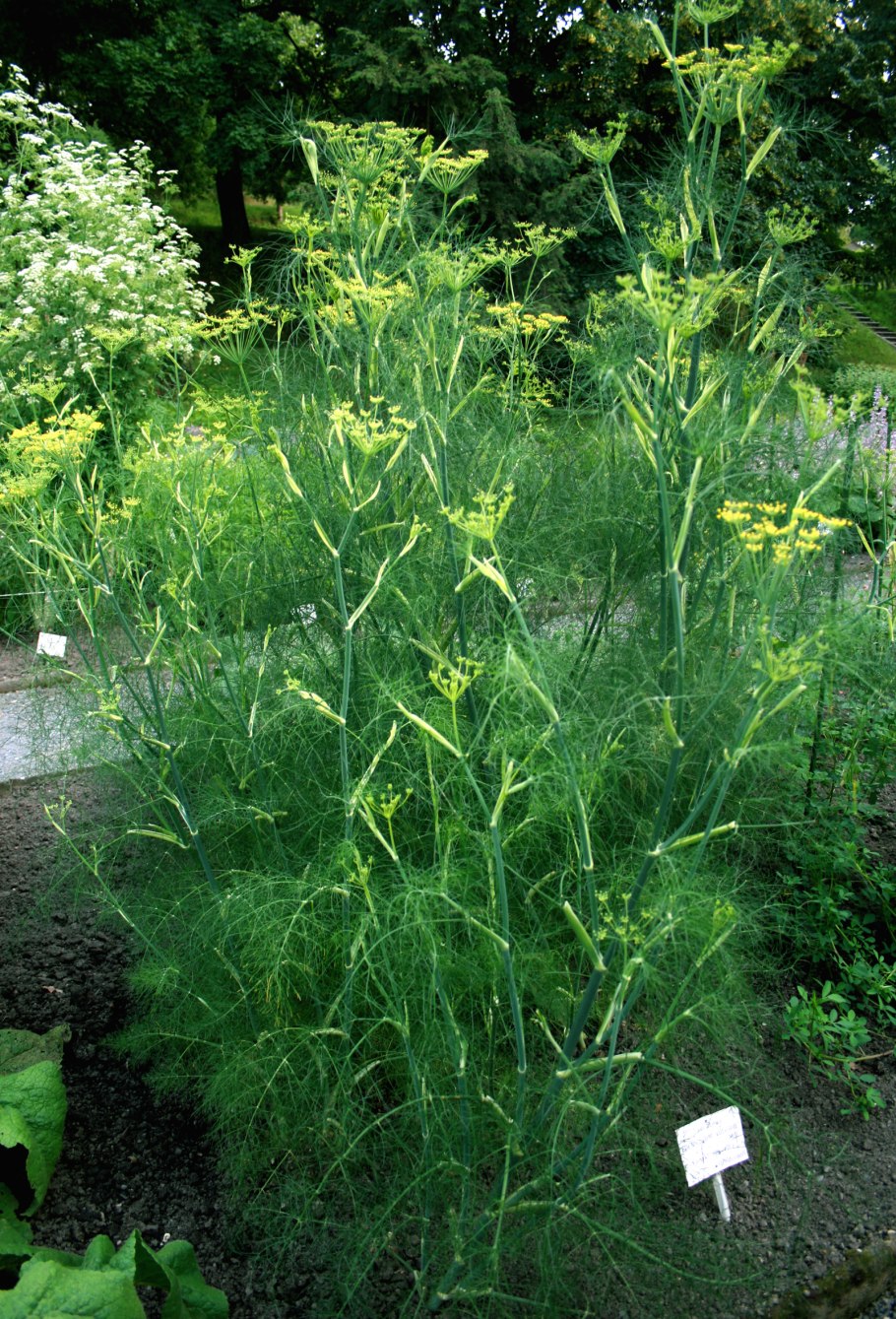 Фенхель обыкновенный Foeniculum vulgare