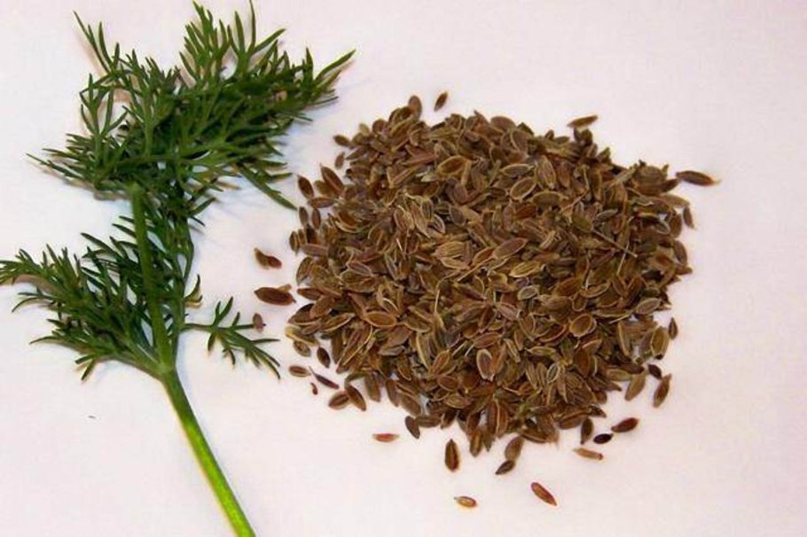 Фенхель растение