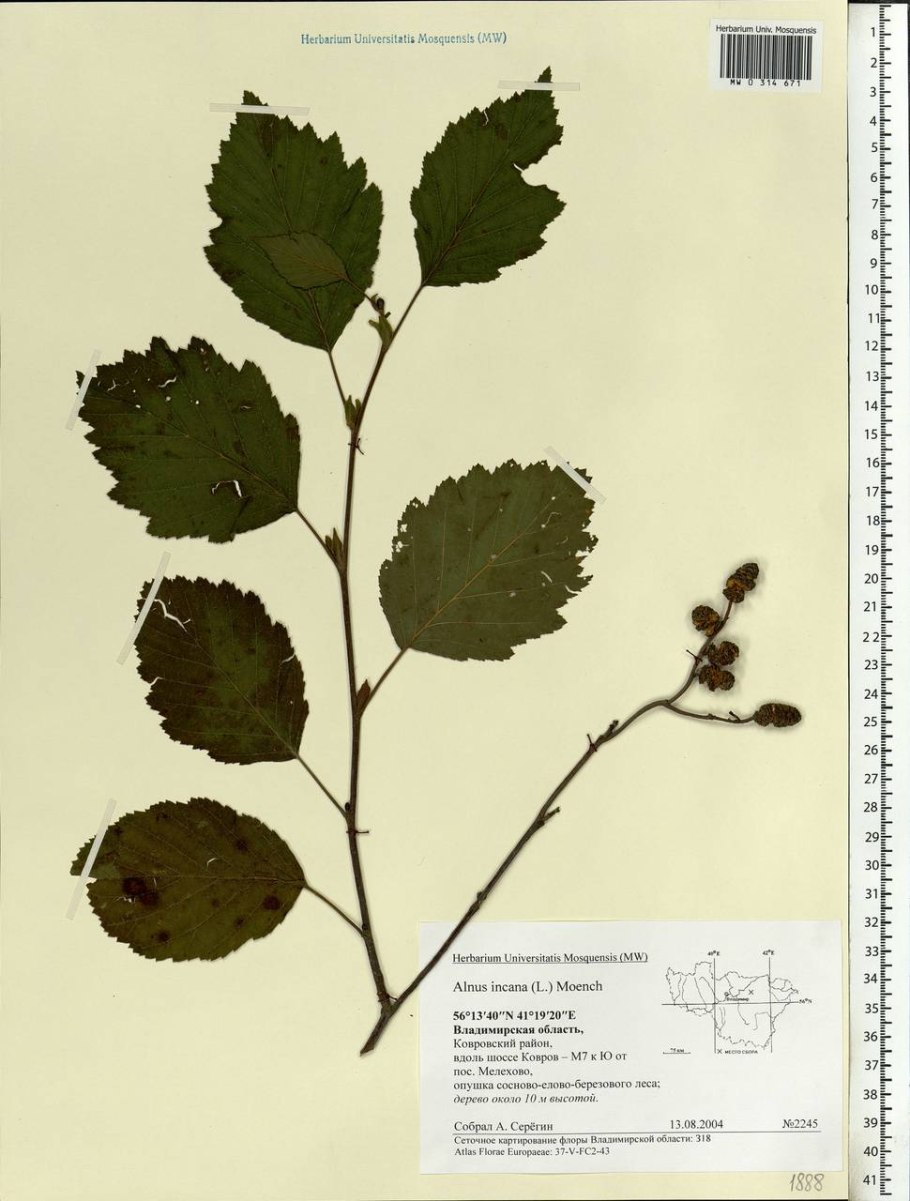 Форма листа ольхи