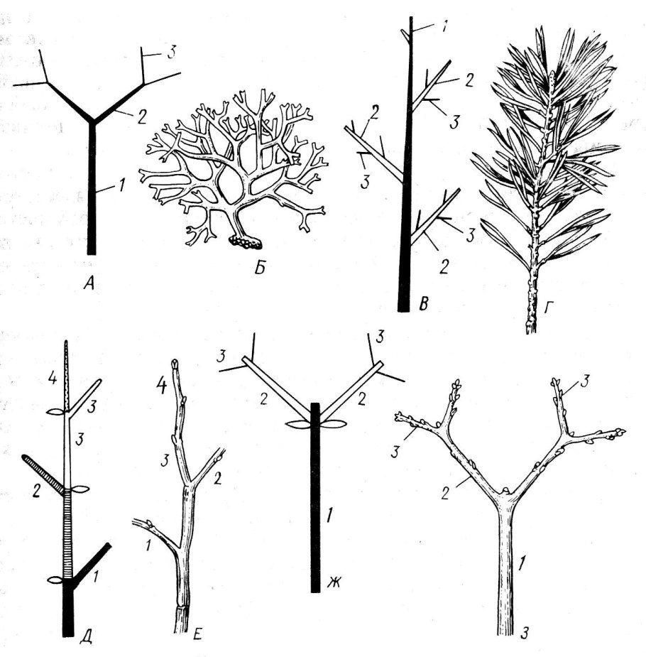 Ольха Империалис