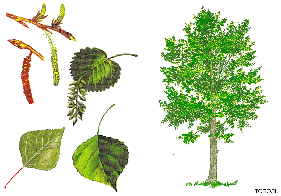 Alnus glutinosa осень