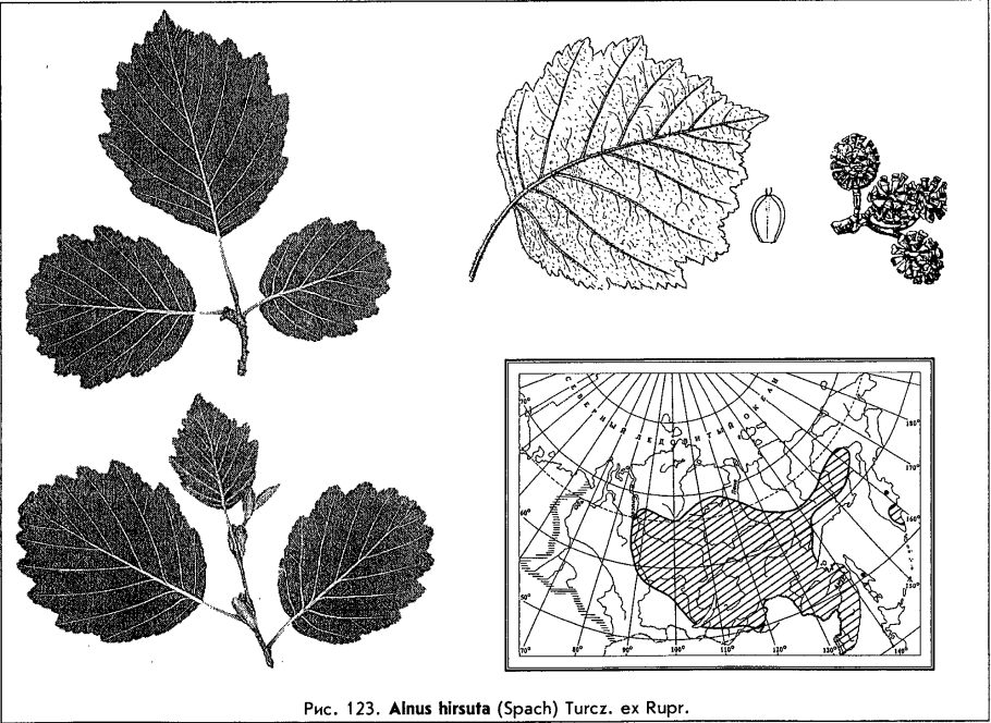 Alnus incana
