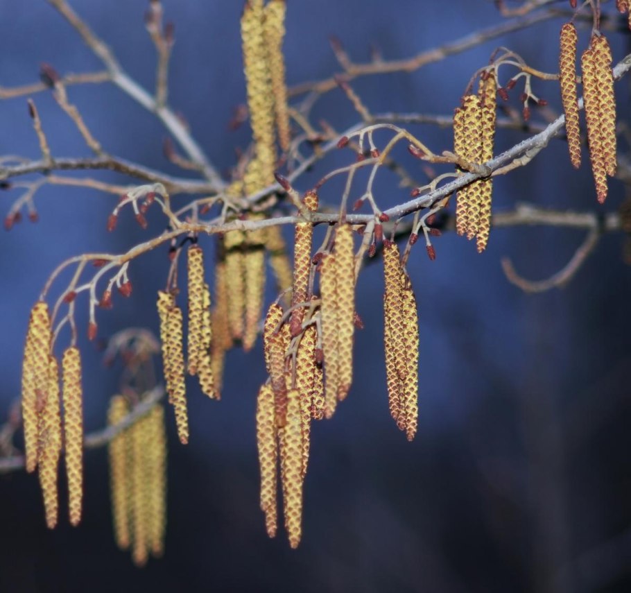Граб дерево