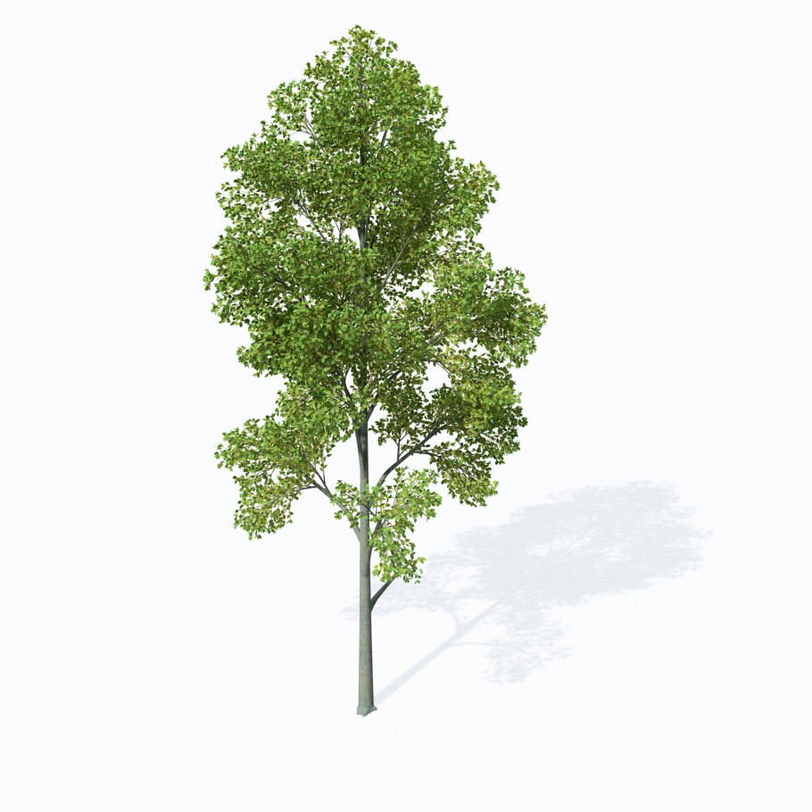 Alnus incana гербарий