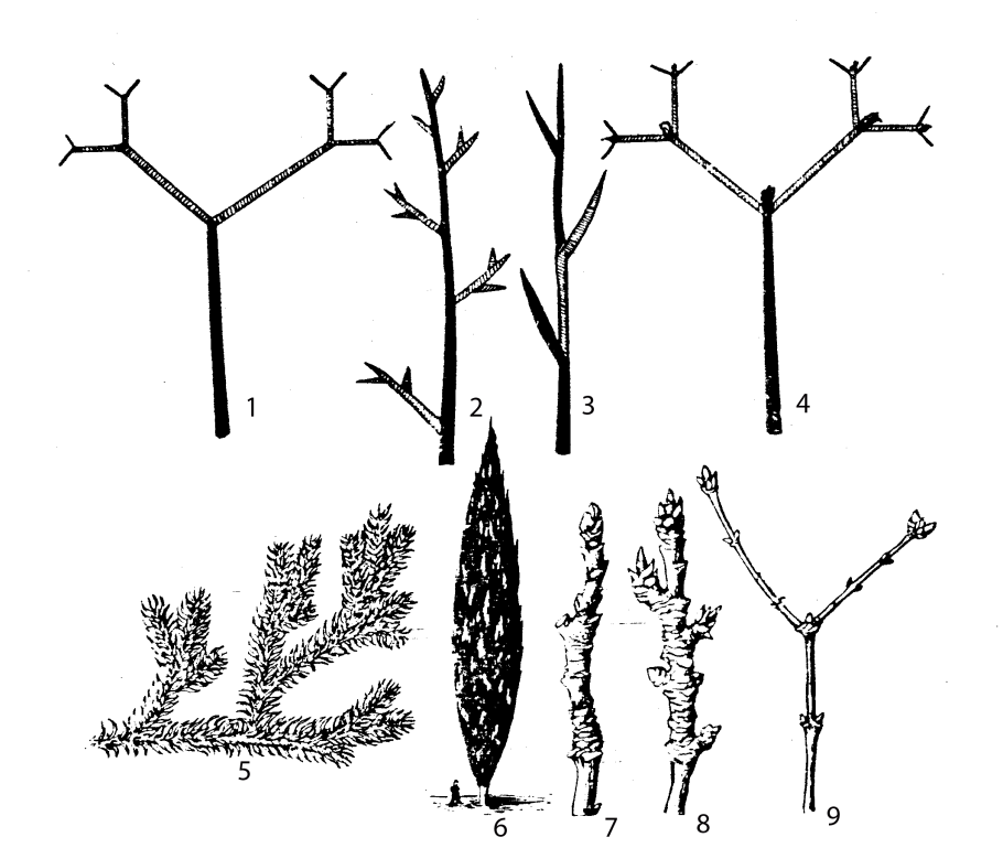 Ольха чёрная