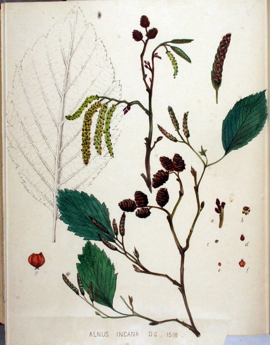 Ольха черная (Alnus glutinosa)