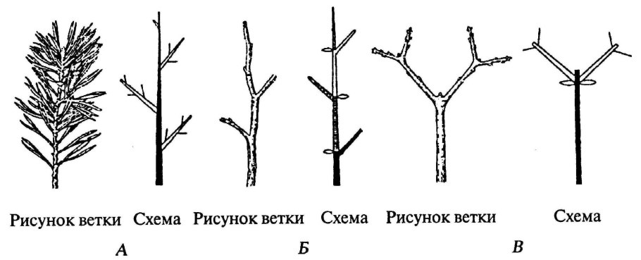 Типы жилкования листовой пластинки