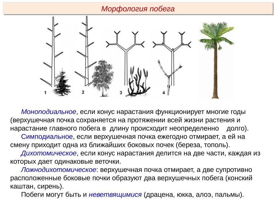 Ольха пушистая (Alnus hirsuta)