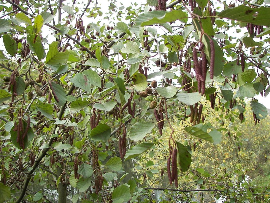 Ольха клейкая — Alnus glutinosa (l.) Gaertn.