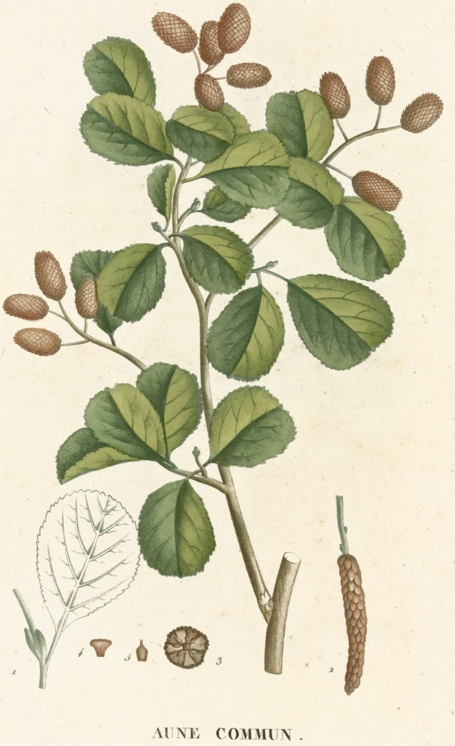 Изменчивость дуба черешчатого