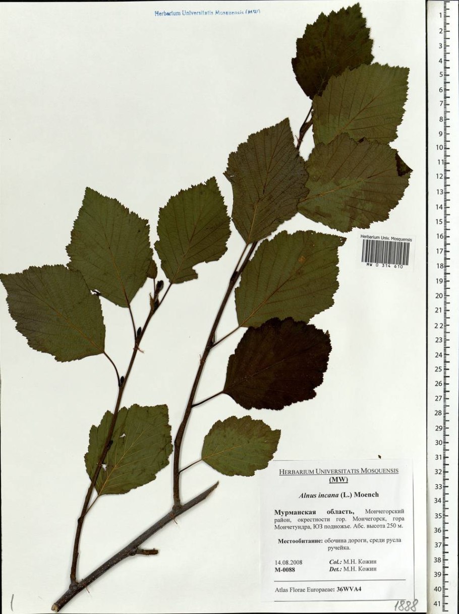 Ольха черная Alnus glutinosa 'Aurea'