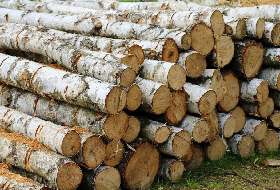 Вяз карагач древесина