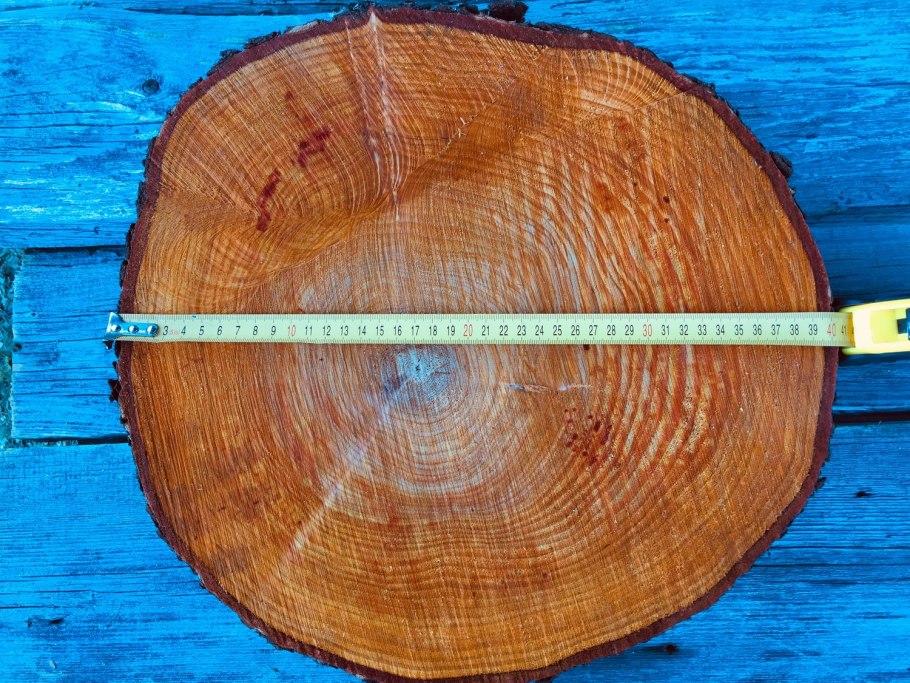 Бук дерево спил