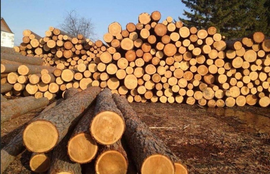 Ольха заготовка древесины