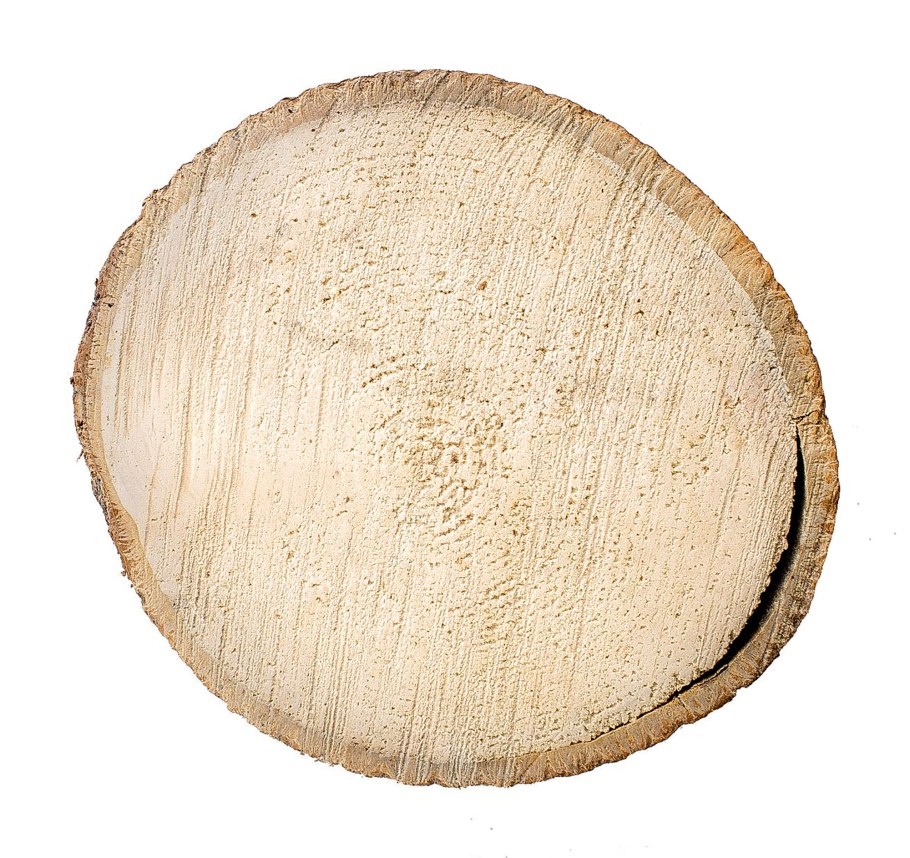 Ольха срез дерева