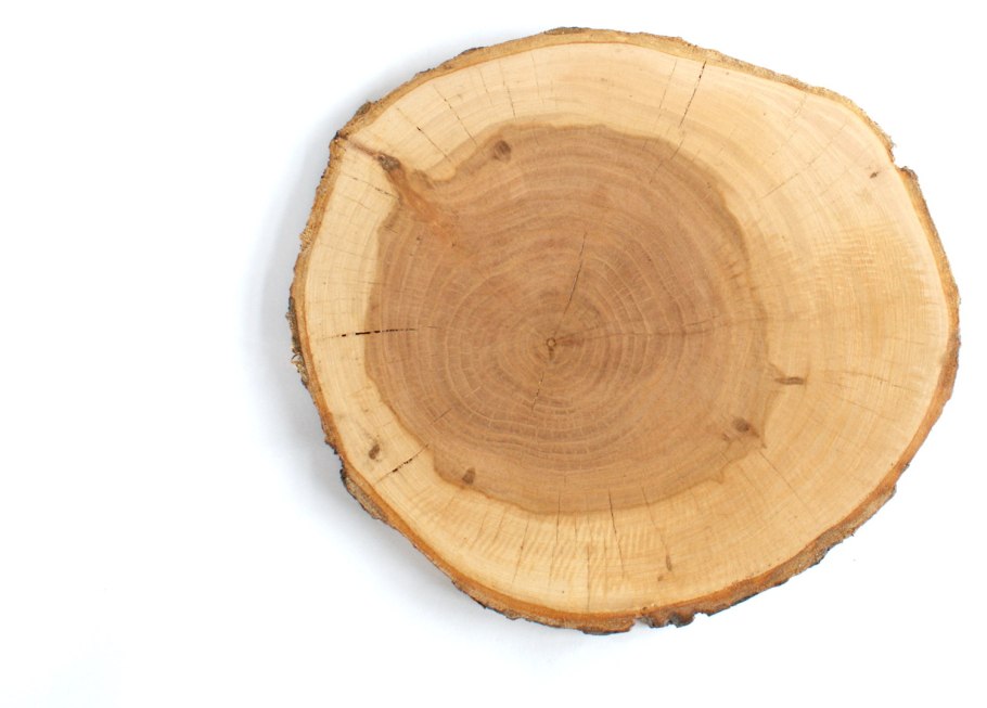 Груша срез древесины