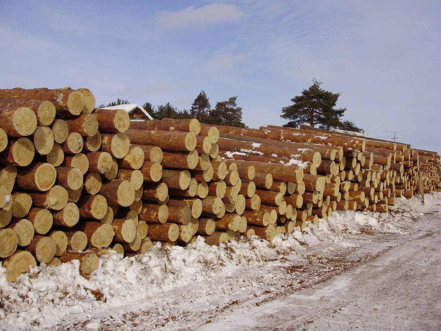 Сруб в лесу