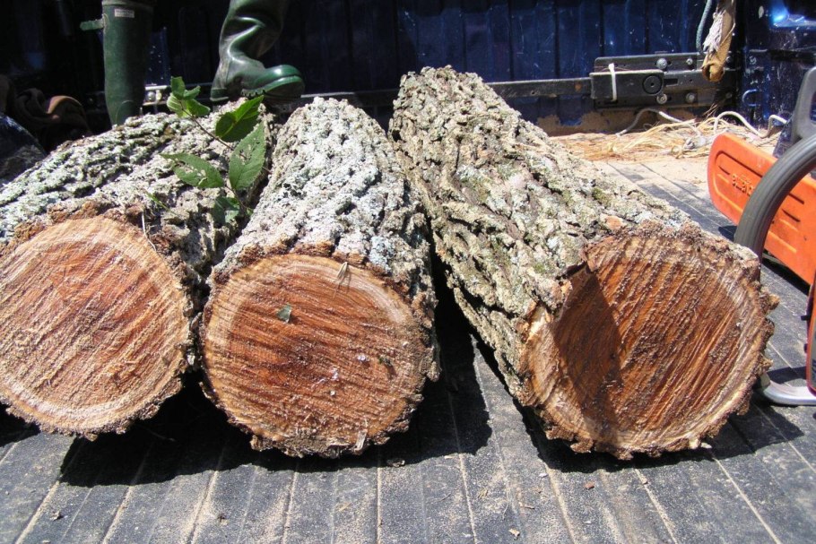 Красное махагониевое дерево