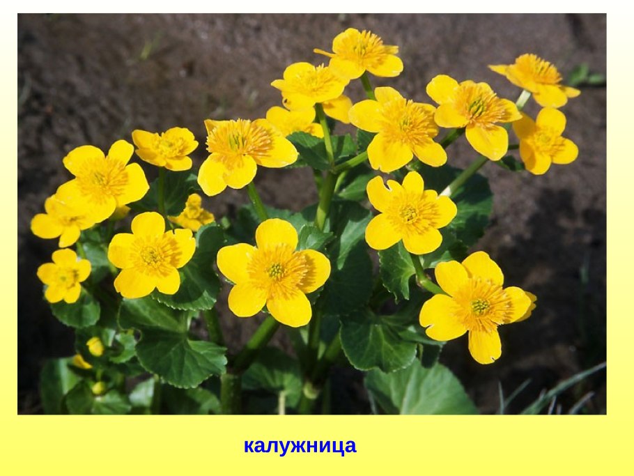 Покажи какие растения. Калужница Caltha polypetala. Первоцветы калужница. Калужница Болотная. Калужница Лесная огоньки.