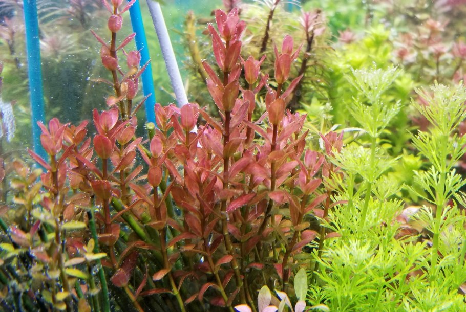 Ammania SP Sulawesi