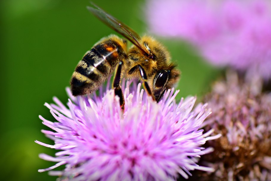 APIS mellifera carnica