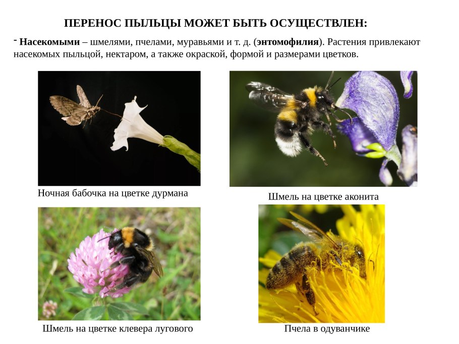 Шмель и Клевер мутуализм