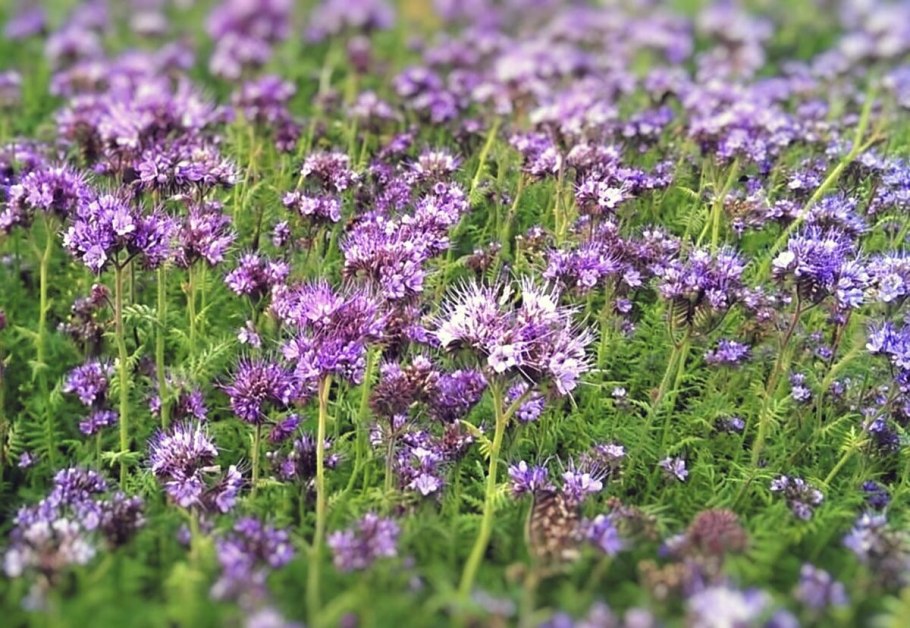 Медоносы для пчел