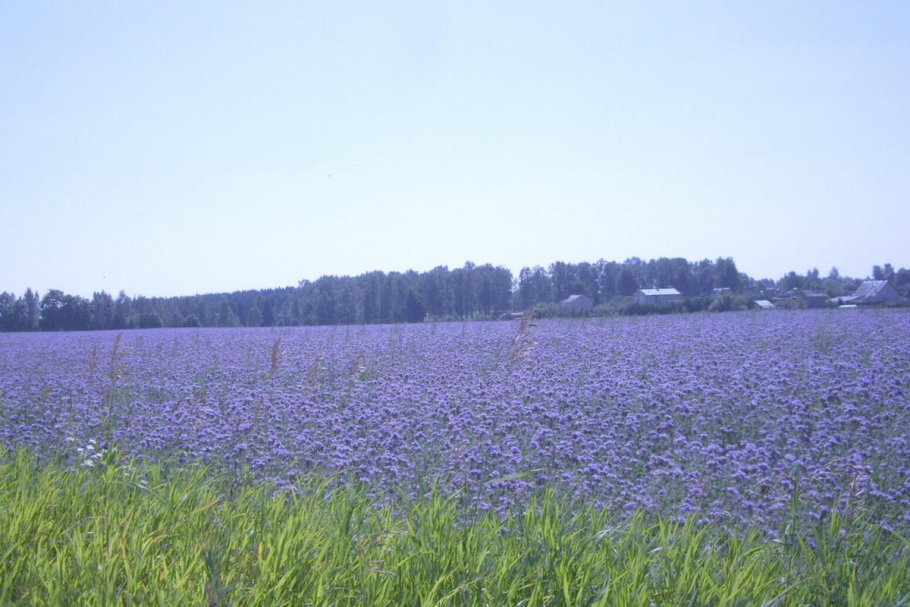 Донник сидерат