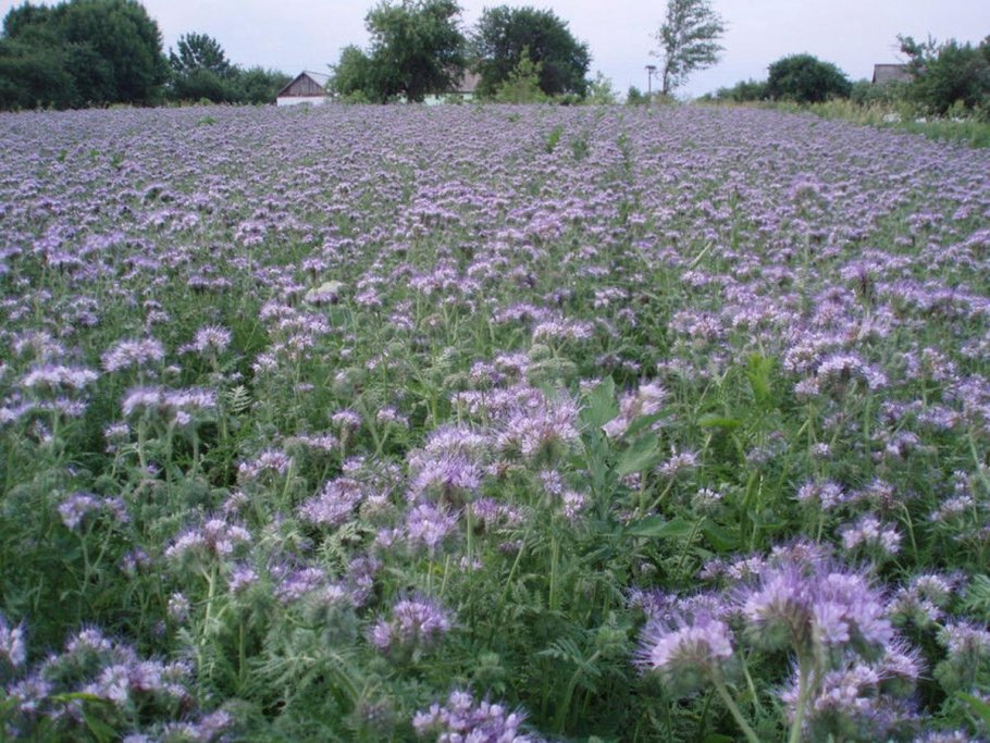 Эспарцет посевной