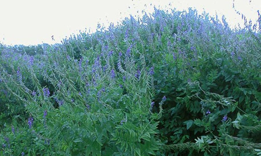 Козлятник трава медонос