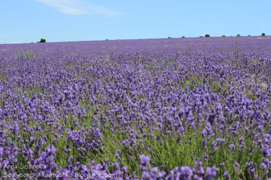 Кормовая трава медонос эспарцет