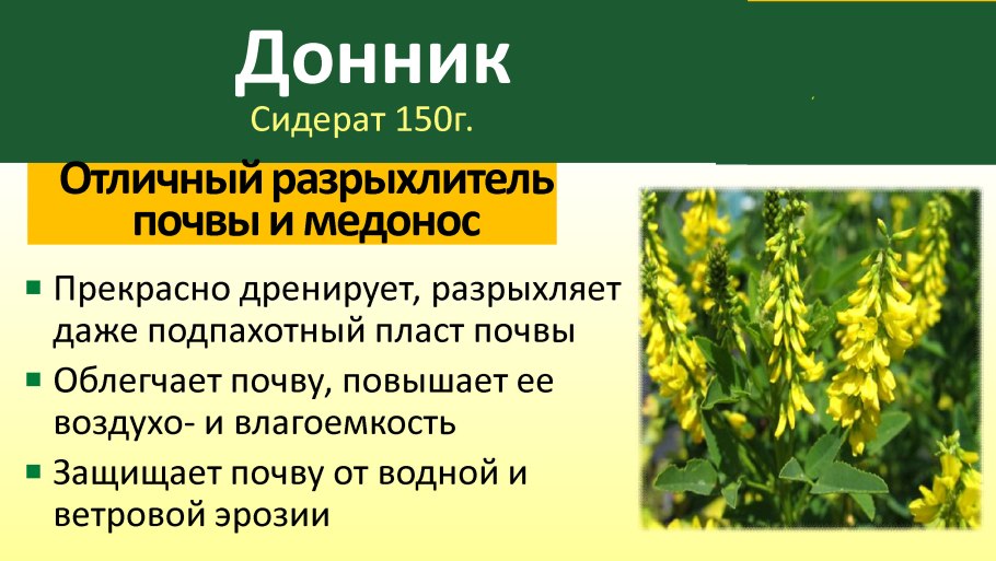 Эспарцет посевной