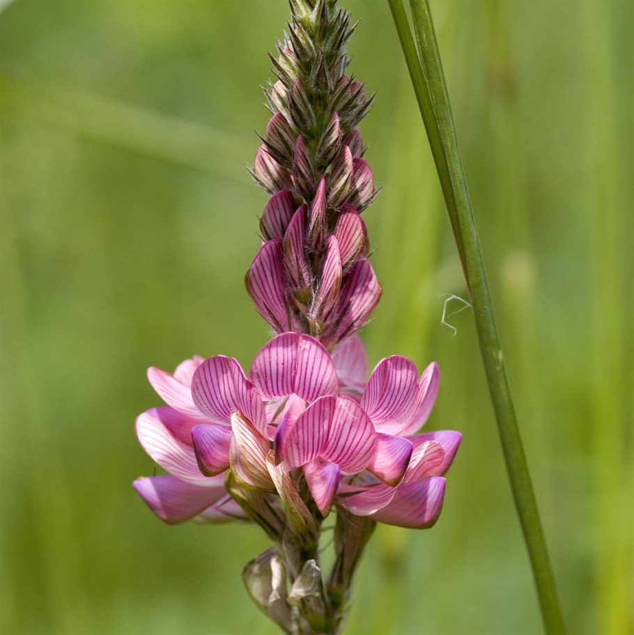 Синяк обыкновенный медонос