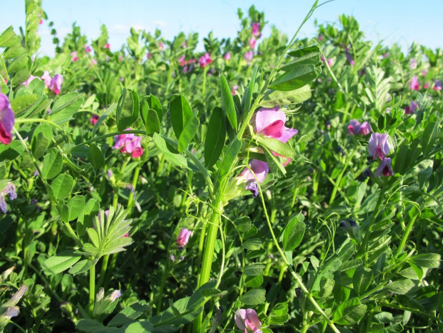 Сераделла сжатая