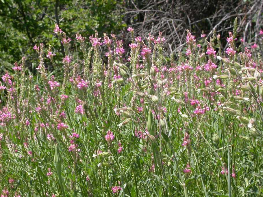 Люцерна желтогибридная