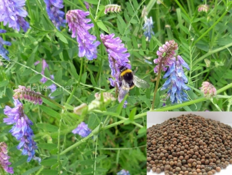 Мед козлятник