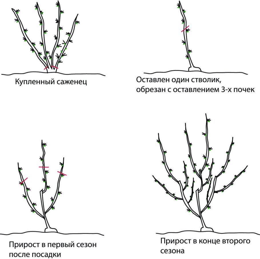 Куст смородины обрезка Весна