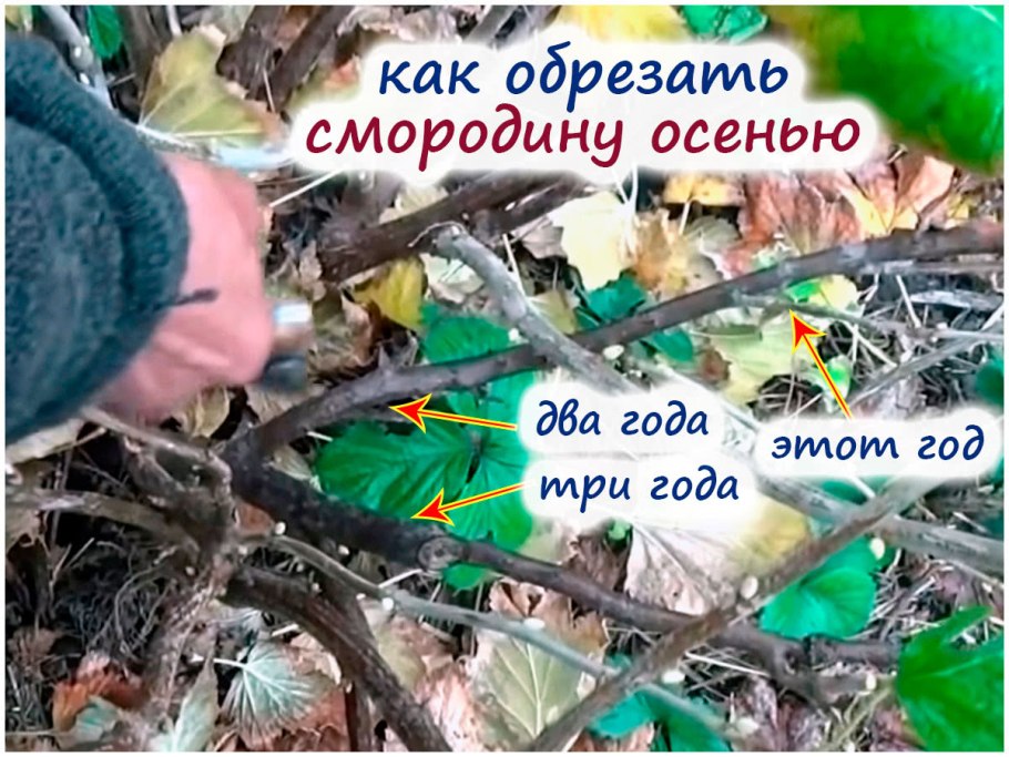 Обрезанные кусты смородины
