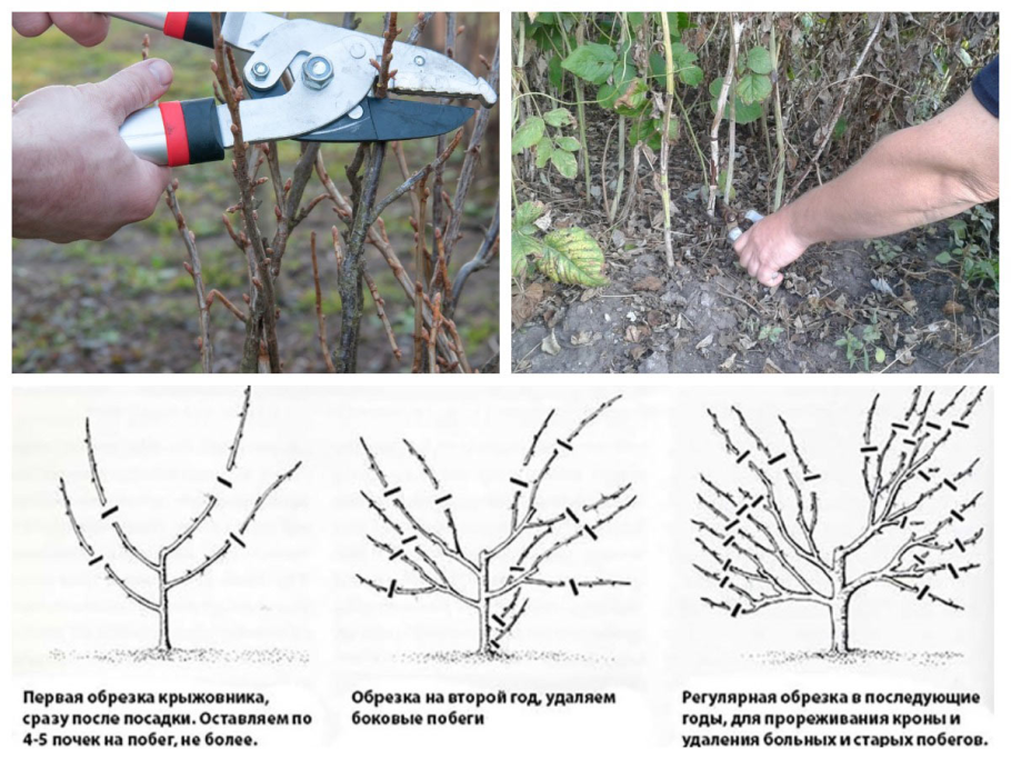 Обрезка красной смородины осенью