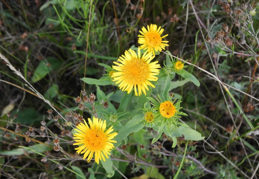 Девясил высокий (Inula Helenium l.)