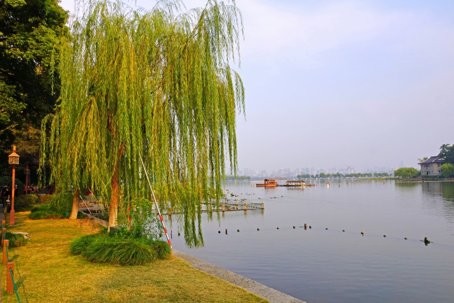 Ива Вавилонская (Salix babylonica)